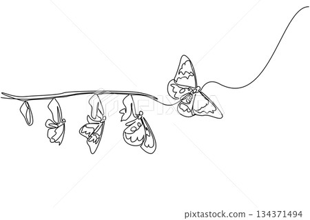 Single continuous line drawing the evolution from cocoon to butterfly attached to tree branch. A beautiful transformation. Butterfly Education and Awareness Day. One line design vector illustration Single continuous line drawing the evolution from cocoon to butterfly attached to tree branch. A beautiful transformation. Butterfly Education and Awareness Day. One line design vector illustration 134371494