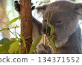 Koala Close-up 134371552