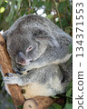 Koala 134371553