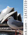 Opera House and Seagulls 134371559