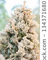 Christmas tree with pine cones covered with hoarfrost 134371680