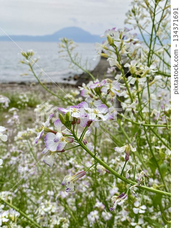 Radish flowers swaying on the seashore Spring nature and gentle scenery 134371691