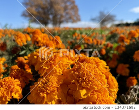 Bright orange marigold fields spreading out under the autumn sky 134371692