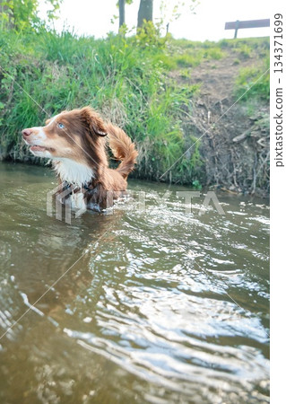 Brown and white dog is swimming in a river Brown and white dog is swimming in a river 134371699
