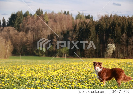 A brown dog is standing in a field of yellow flowers A brown dog is standing in a field of yellow flowers 134371702