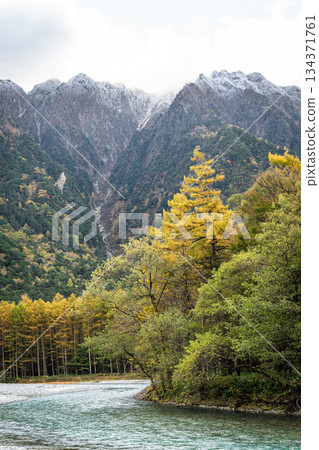 上高地秋景,穗高山脈,初雪,落葉松林 上高地秋景,穗高山脈,初雪,落葉松林 134371761