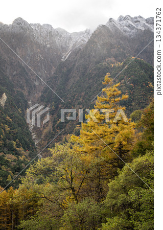 Autumn in Kamikochi, the Hotaka mountain range, first snowfall, larch forest 134371762