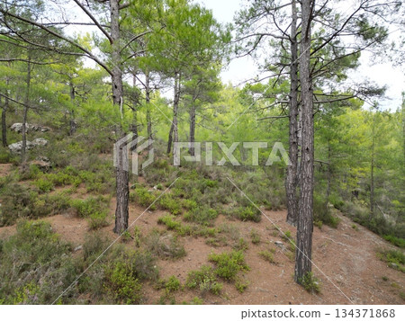 park autumn colors trees dry grass background. High quality photo park autumn colors trees dry grass background. High quality photo 134371868
