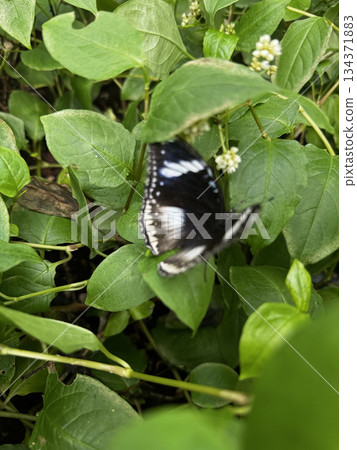 butterfly resting on leaves. High quality photo butterfly resting on leaves. High quality photo 134371883
