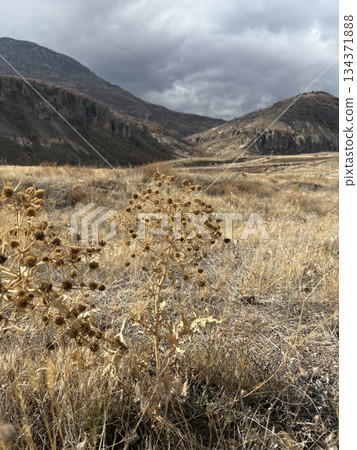 Rocky landscape thistles. High quality photo Rocky landscape thistles. High quality photo 134371888