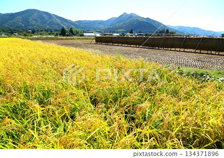 Harvest autumn and the Kamaishi Line diesel car (Rapid Hamayuri) Harvest autumn and the Kamaishi Line diesel car (Rapid Hamayuri) 134371896