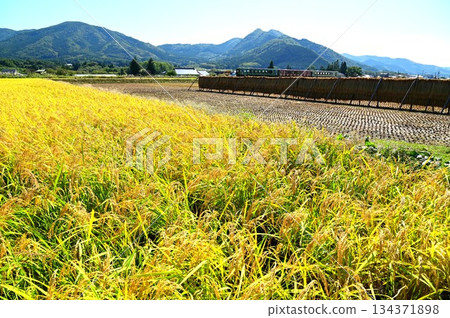 Harvest autumn and the Kamaishi Line diesel car (Rapid Hamayuri) Harvest autumn and the Kamaishi Line diesel car (Rapid Hamayuri) 134371898