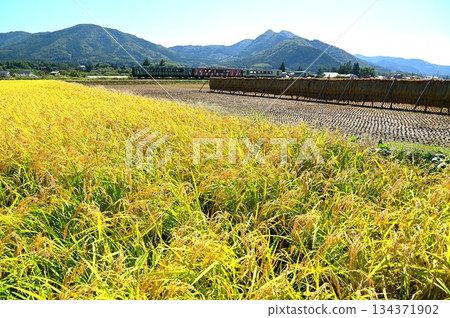 收穫的秋天和釜石線柴油車（Rapid Hamayuri） 134371902