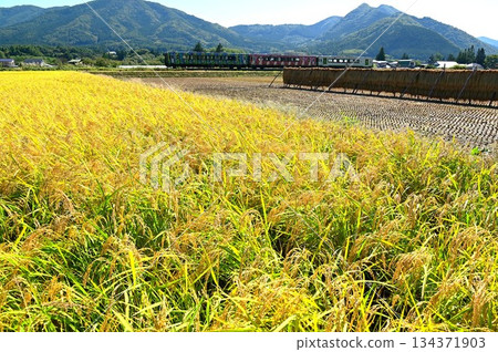 收穫的秋天和釜石線柴油車（Rapid Hamayuri） 134371903