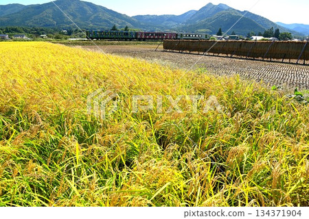 Harvest autumn and the Kamaishi Line diesel car (Rapid Hamayuri) Harvest autumn and the Kamaishi Line diesel car (Rapid Hamayuri) 134371904