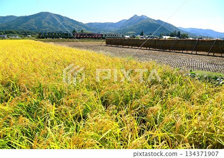 Harvest autumn and the Kamaishi Line diesel car (Rapid Hamayuri) Harvest autumn and the Kamaishi Line diesel car (Rapid Hamayuri) 134371907