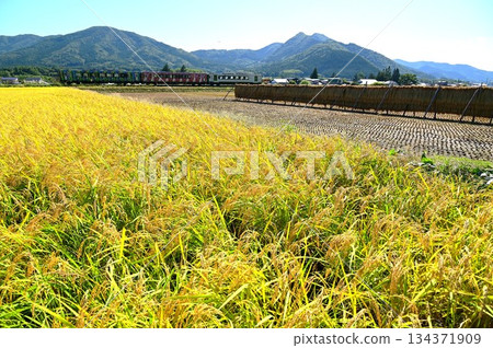 Harvest autumn and the Kamaishi Line diesel car (Rapid Hamayuri) Harvest autumn and the Kamaishi Line diesel car (Rapid Hamayuri) 134371909