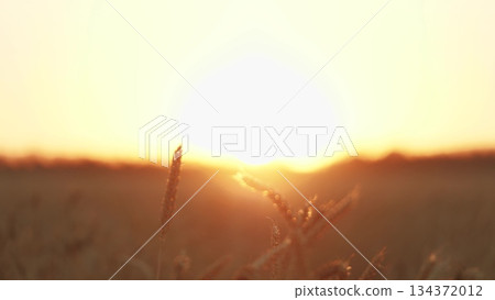 Handshake amidst wheat fields, Farmers greeting under the sun, Unity in agriculture, Partnership in farming, Wheat field handshake at dusk, Collaborative success in farming, Sealing a deal among crops 134372012