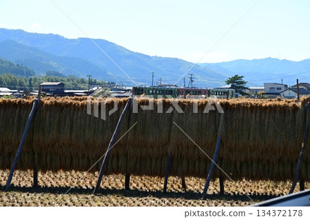 A diesel car on the Kamaishi Line (Rapid Hamayuri) running through the rice paddy areas of Tono 134372178