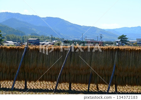 一輛柴油動車組列車行駛在釜石線（快速濱百合線）上，穿過遠野市的稻田地區。 134372183
