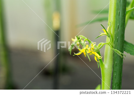 Macro photography of the flowering phase of a tomato bush 134372221