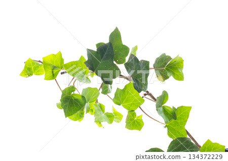 Green ivy branch isolated on plain white background Green ivy branch isolated on plain white background 134372229