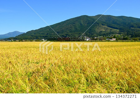 一輛柴油動車組列車行駛在釜石線（快速濱百合線）上，穿過遠野市的稻田地區。 134372271