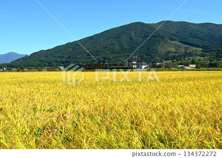 一輛柴油動車組列車行駛在釜石線（快速濱百合線）上，穿過遠野市的稻田地區。 134372272