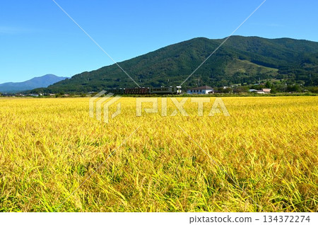 A diesel car on the Kamaishi Line (Rapid Hamayuri) running through the rice paddy areas of Tono A diesel car on the Kamaishi Line (Rapid Hamayuri) running through the rice paddy areas of Tono 134372274