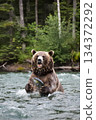 Brown bear playing in the river 134372292