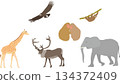 Wild animal illustration set 134372409