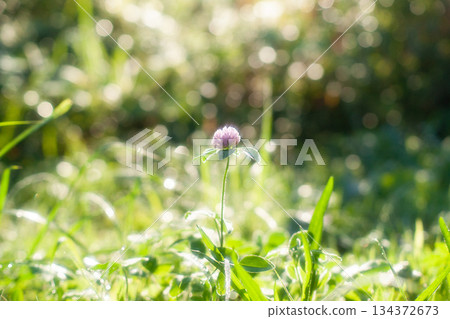 春芽 春芽 134372673