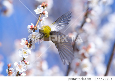 白眼吸梅花蜜 134372703
