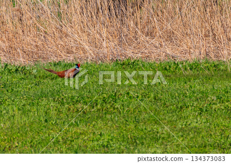 Pheasant in green grass on a meadow 134373083