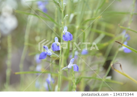 Cobalt sage flowers Cobalt sage flowers 134373344