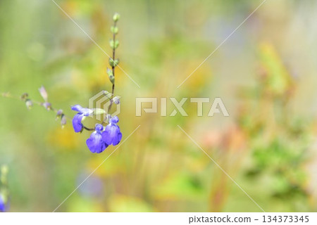 Cobalt sage flowers Cobalt sage flowers 134373345