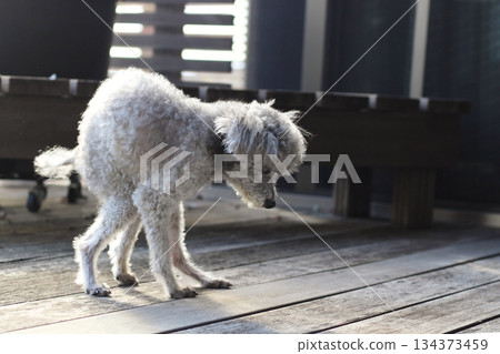 Old dog, toy poodle, skinny dog, hunched dog, wooden deck, dog walking slowly Old dog, toy poodle, skinny dog, hunched dog, wooden deck, dog walking slowly 134373459
