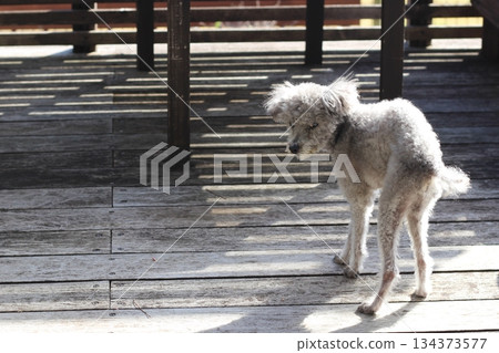 Old dog, toy poodle, skinny dog, hunched dog, wooden deck, dog walking slowly Old dog, toy poodle, skinny dog, hunched dog, wooden deck, dog walking slowly 134373577