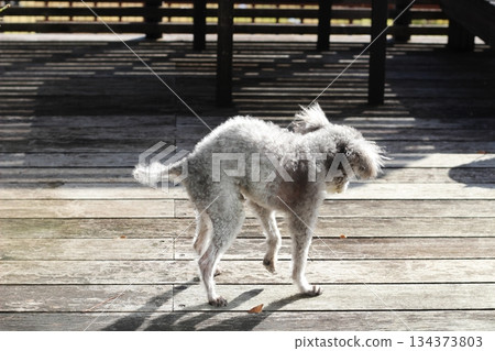 Old dog, toy poodle, skinny dog, hunched dog, wooden deck, dog walking slowly 134373803