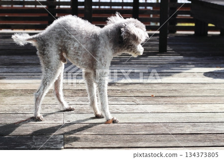 Old dog, toy poodle, skinny dog, hunched dog, wooden deck, dog walking slowly 134373805