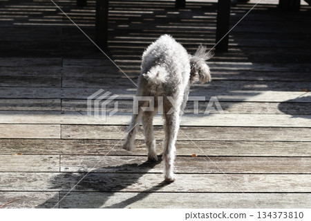 Old dog, toy poodle, skinny dog, hunched dog, wooden deck, dog walking slowly Old dog, toy poodle, skinny dog, hunched dog, wooden deck, dog walking slowly 134373810