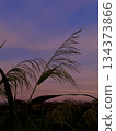 Sunset glow of Japanese pampas grass 134373866