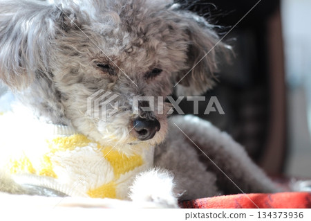 Old dog, toy poodle, silver, shaggy hair, face close-up Old dog, toy poodle, silver, shaggy hair, face close-up 134373936