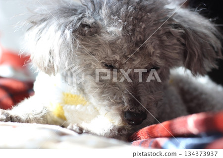 Old dog, toy poodle, silver, shaggy hair, face close-up Old dog, toy poodle, silver, shaggy hair, face close-up 134373937