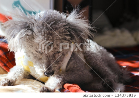 Old dog, toy poodle, silver, shaggy hair, face close-up 134373939