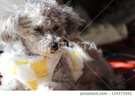 老狗,玩具貴賓犬,銀色,蓬鬆的毛髮,臉部特寫 老狗,玩具貴賓犬,銀色,蓬鬆的毛髮,臉部特寫 134373942