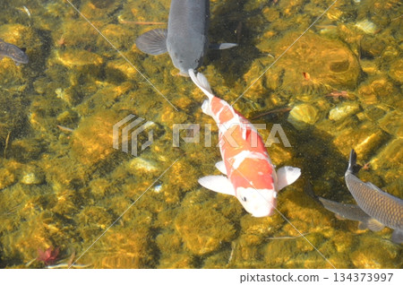 Nishikigoi (Tokugawa Garden / Tokugawa Town, Higashi-ku Nagoya-shi, Aichi) 134373997
