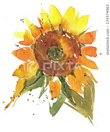 Loose watercolor sunflower on white with expressive brushstrokes 134374063