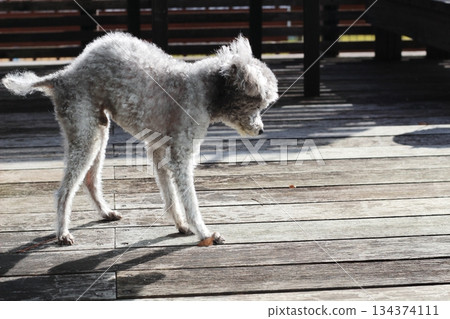 Old dog, toy poodle, skinny dog, hunched dog, wooden deck, dog walking slowly 134374111