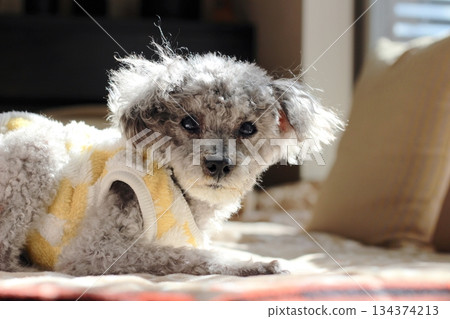 Old dog, toy poodle, silver, shaggy hair, face close-up, adorable expression 134374213